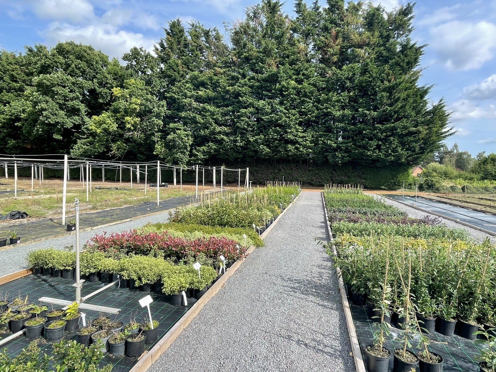 View of the plants available in Local Nursery