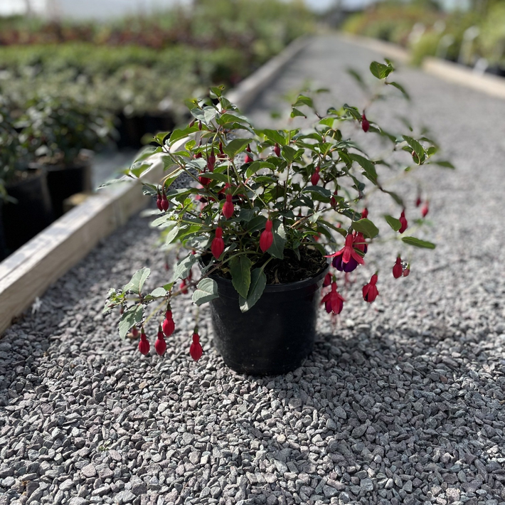 Latest News - photo of potted plant
