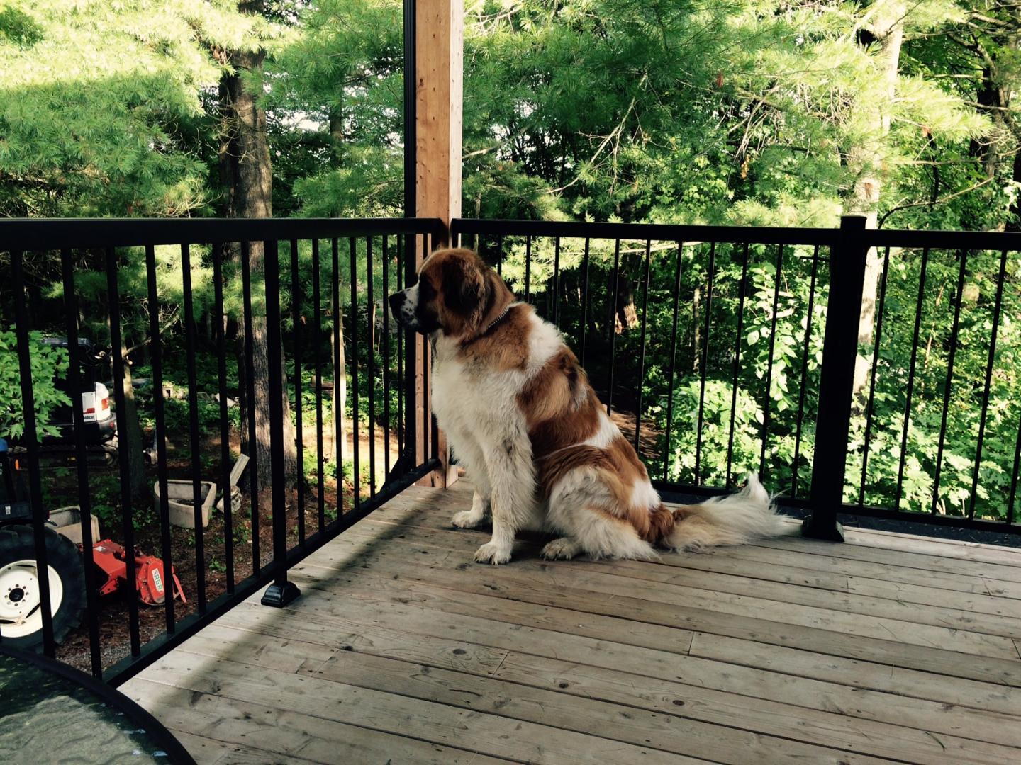 Un chien brun et blanc est assis sur une terrasse en bois.
