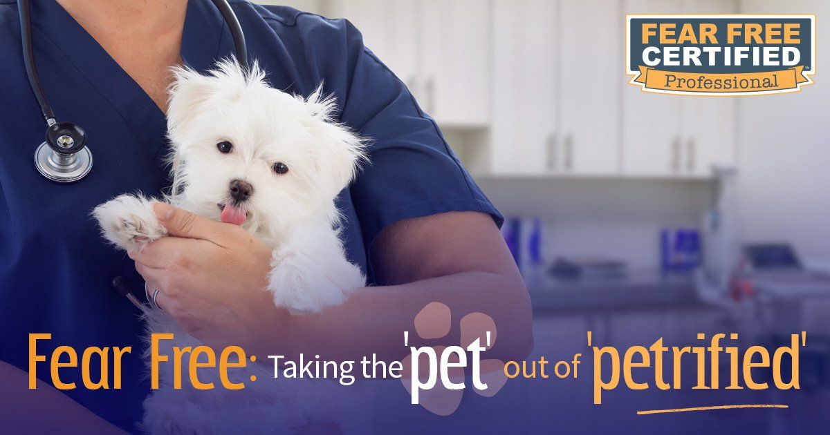 Reassuring your pet