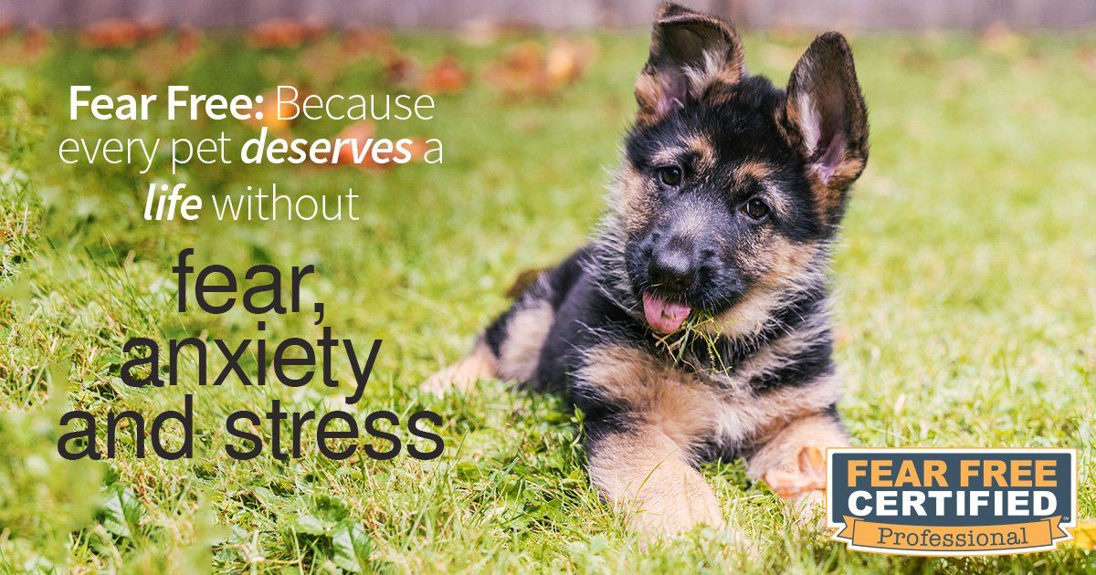 stress free pets