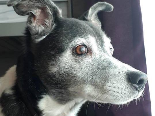 staff dog profile