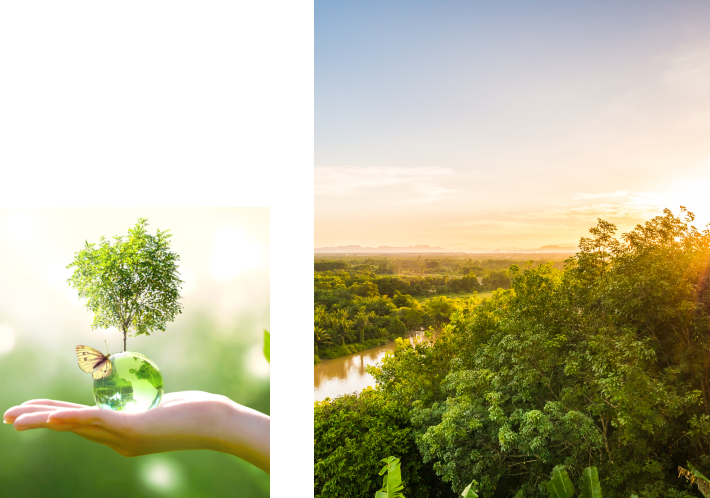 Uma pessoa está segurando uma árvore na mão ao lado de uma imagem de uma floresta.