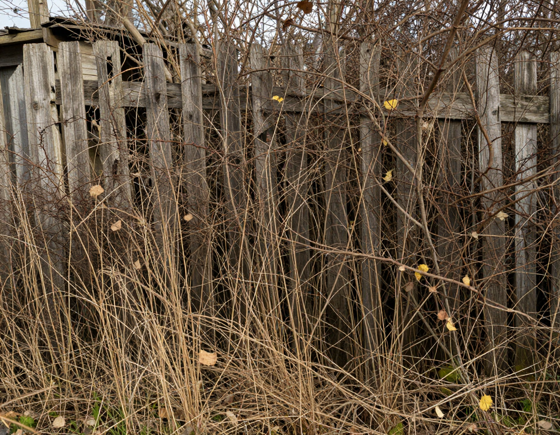 Overgrown wooden fence with tangled dry vines and brush