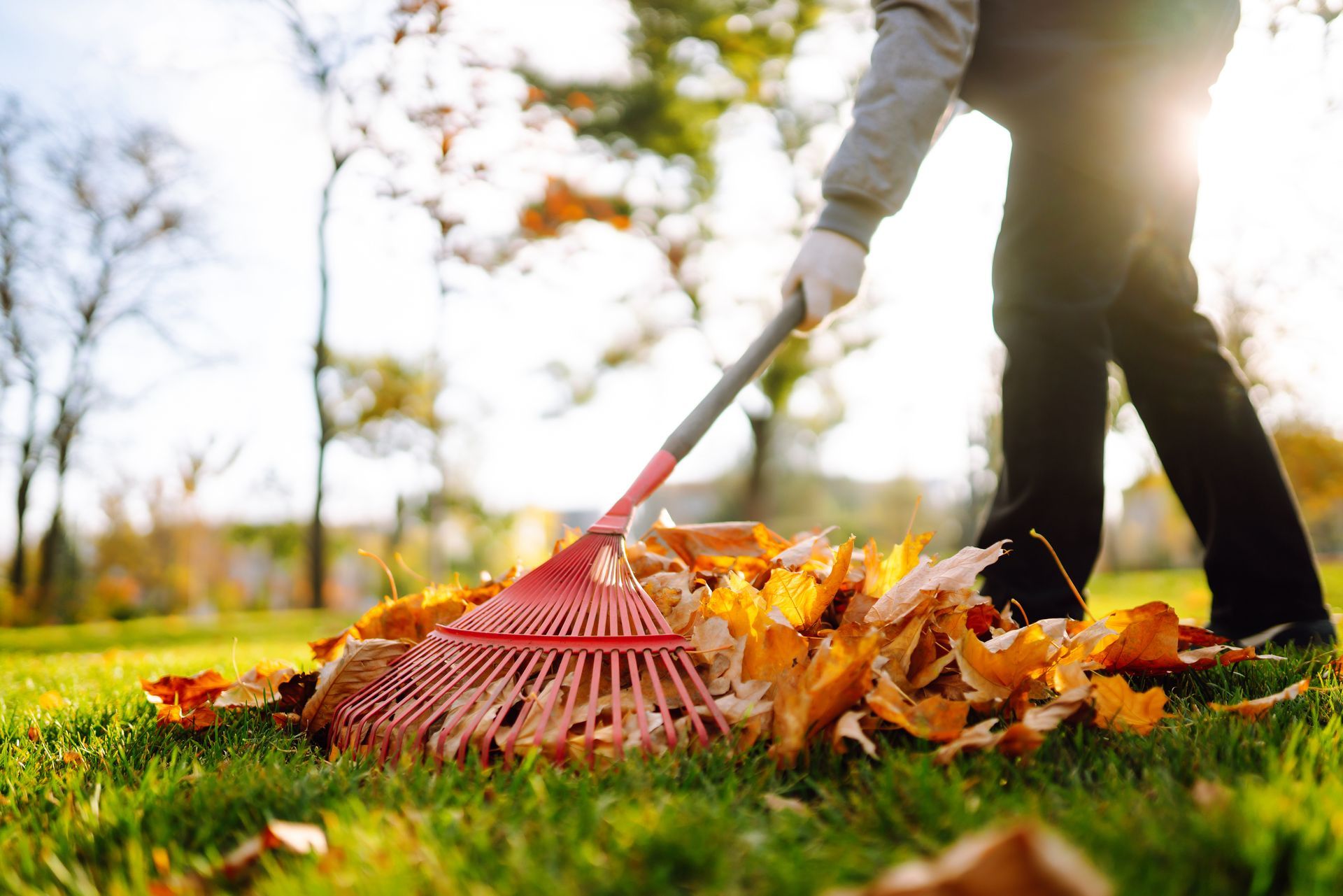 Person raking autumn leaves on a sunny lawn with a red rake