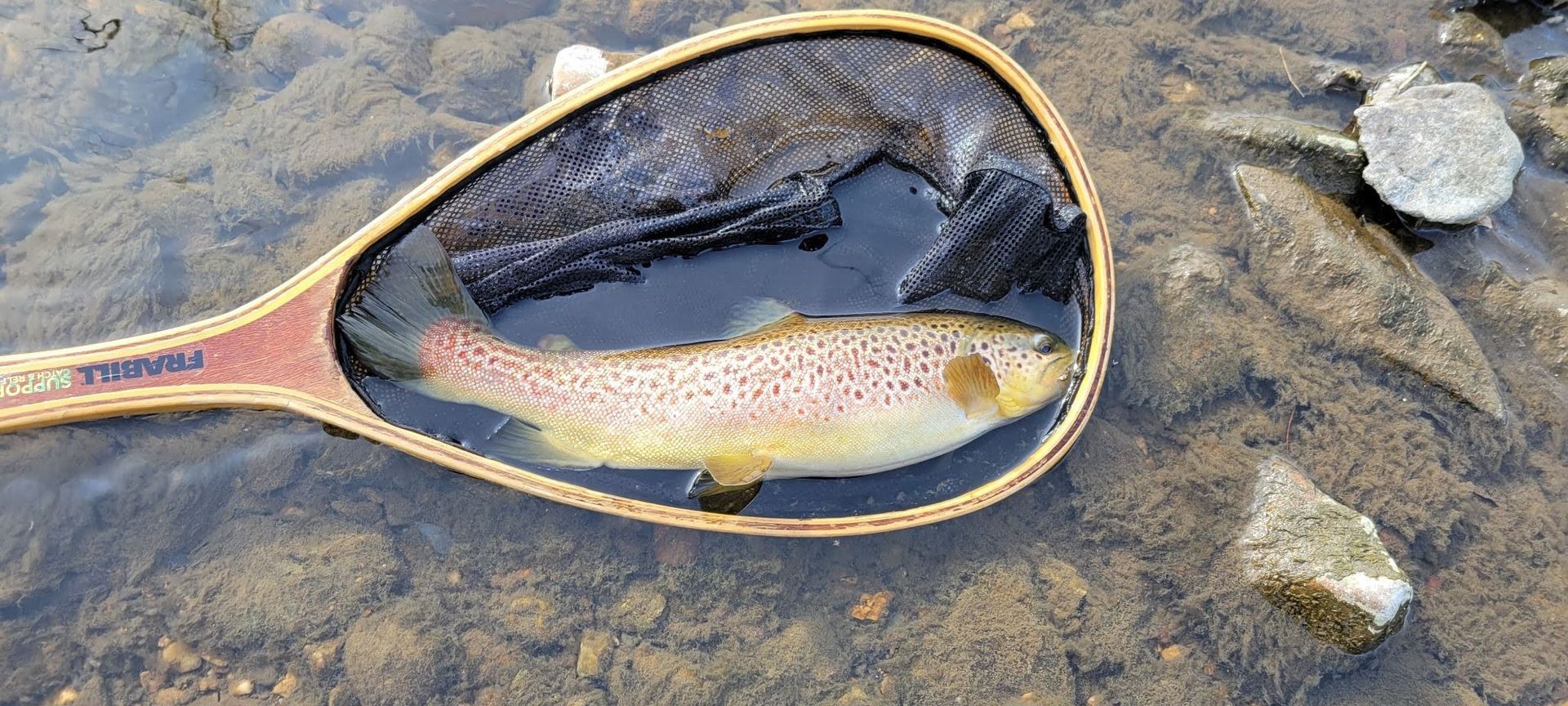 A fish in a yellow landing net lying in shallow water among rocks.