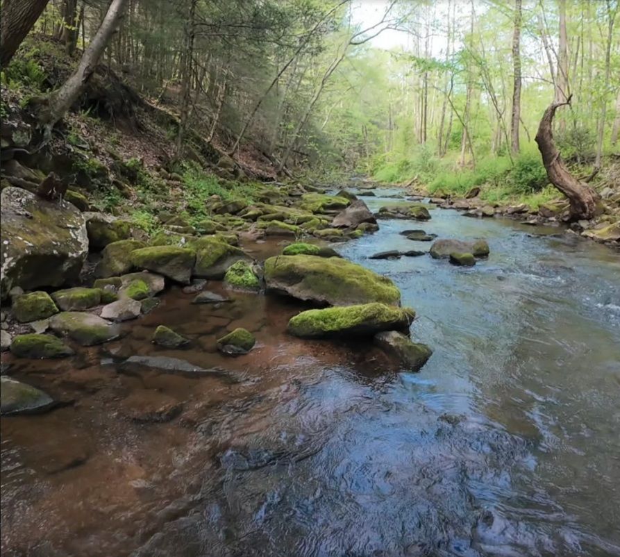 Mossy rocks in a shallow forest stream with clear water flowing through green woods