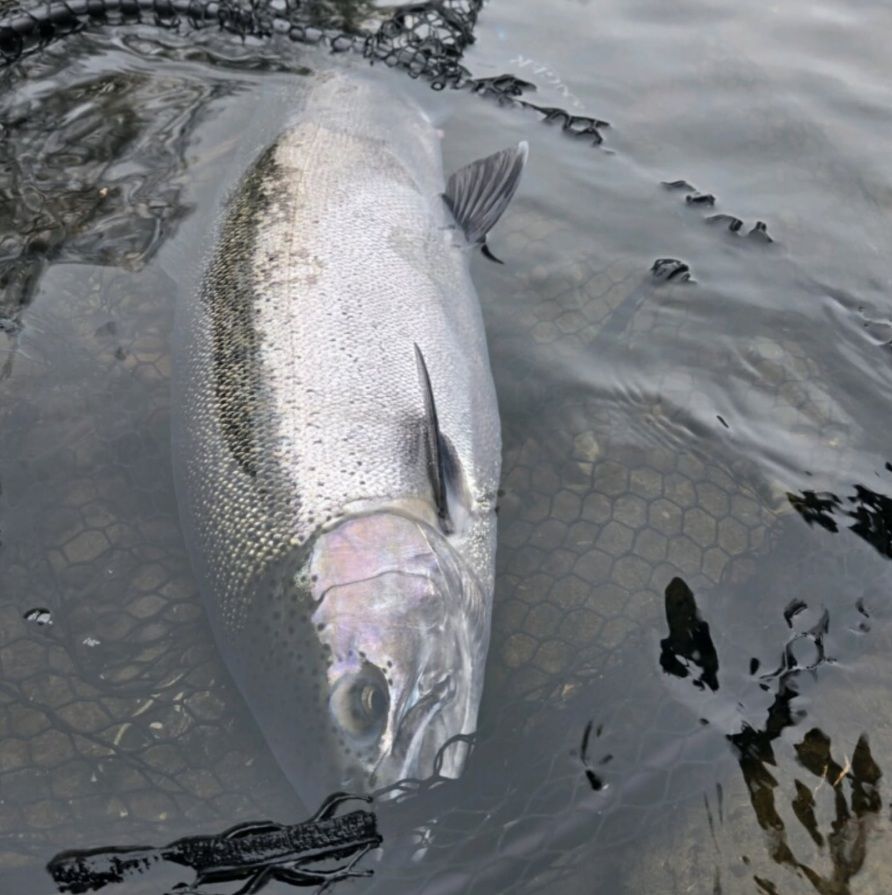 Silver fish floating on its side in dark water, with a visible net below.
