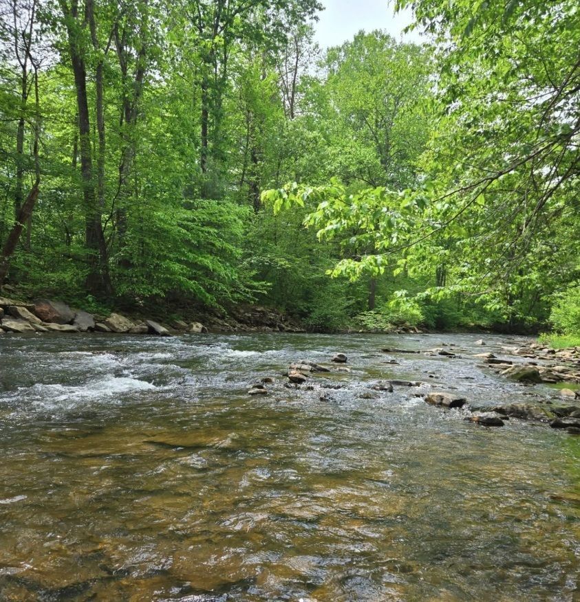 Shallow rocky stream flowing through a lush green forest under bright daylight