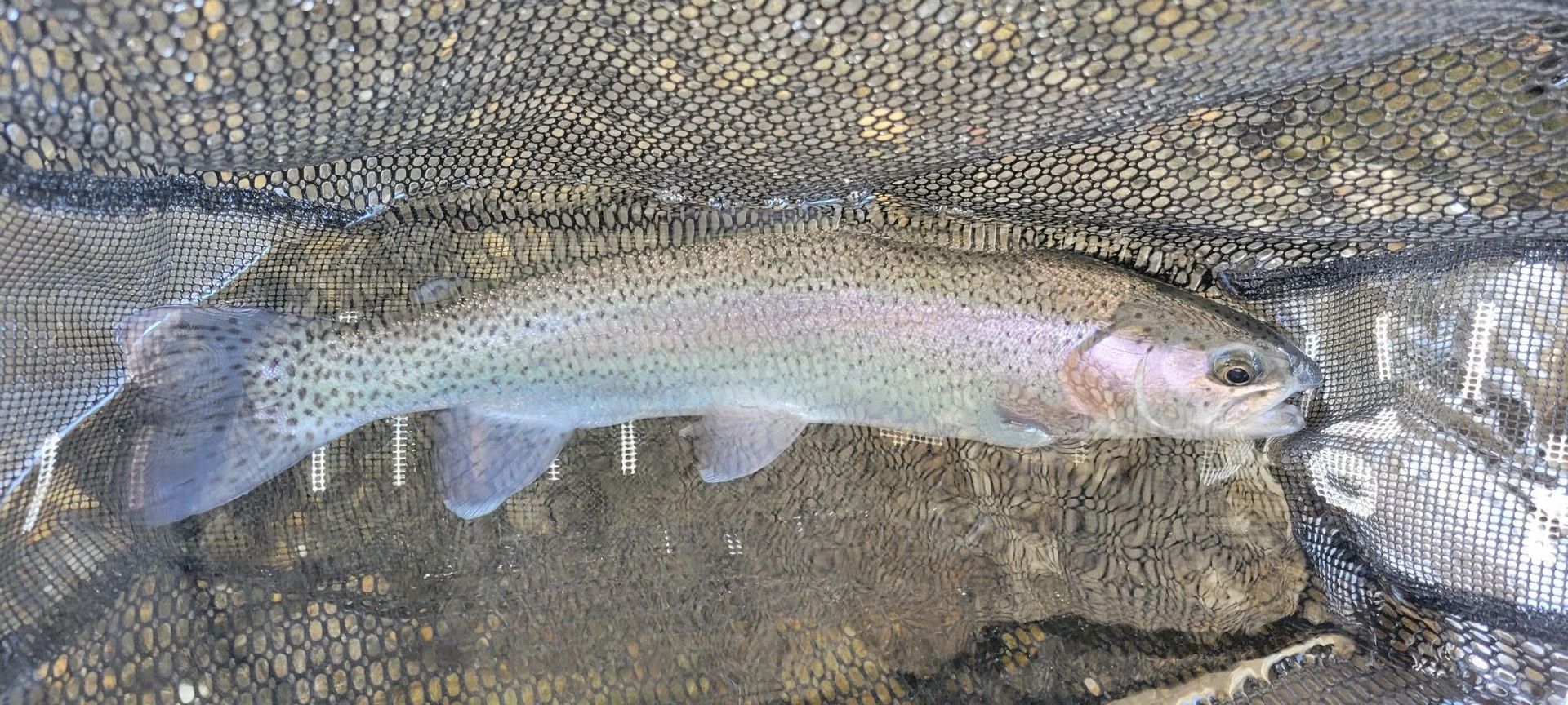 Silver trout lying on a net over rocks, with visible fins and pink gills