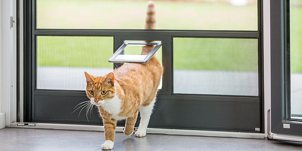ISN Insektenschutz für Türen mit Hund oder Katze im Haushalt