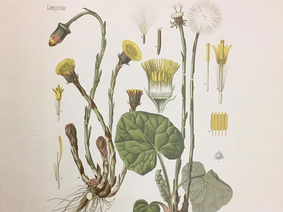 Grote Klit Grote Klis Klitwortel Kliswortel Arctium lappa De Kruidenschool