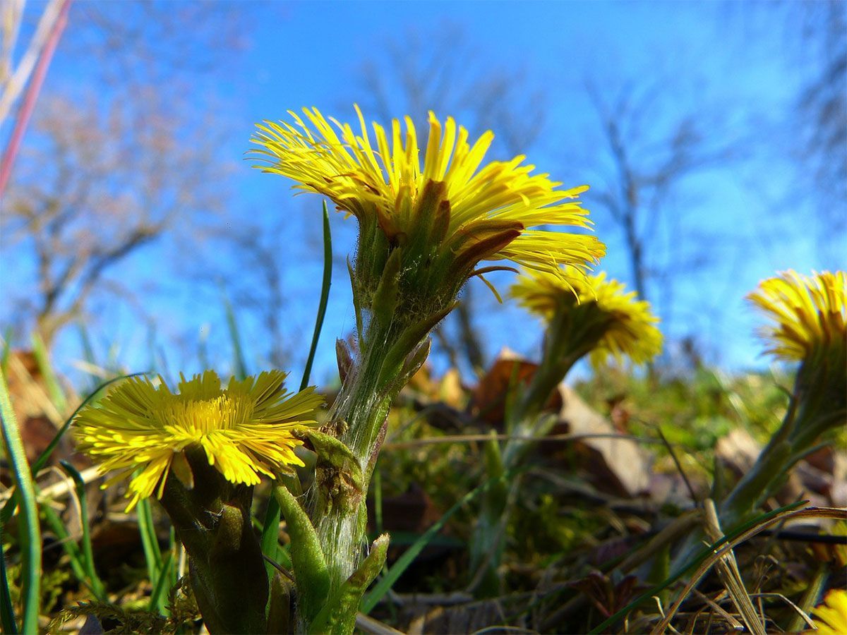 Grote Klit Grote Klis Klitwortel Kliswortel Arctium lappa De Kruidenschool