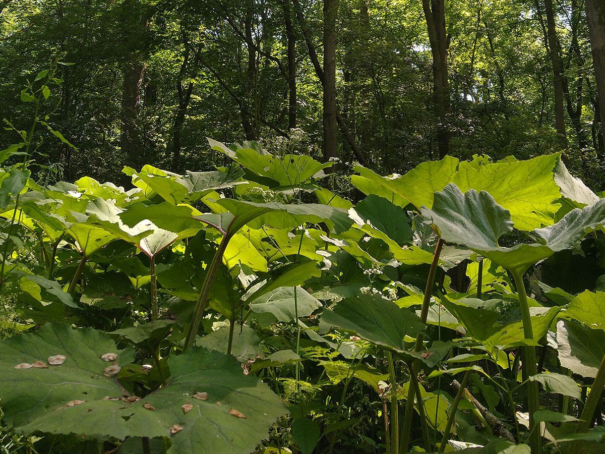 Groot hoefblad De Kruidenschool