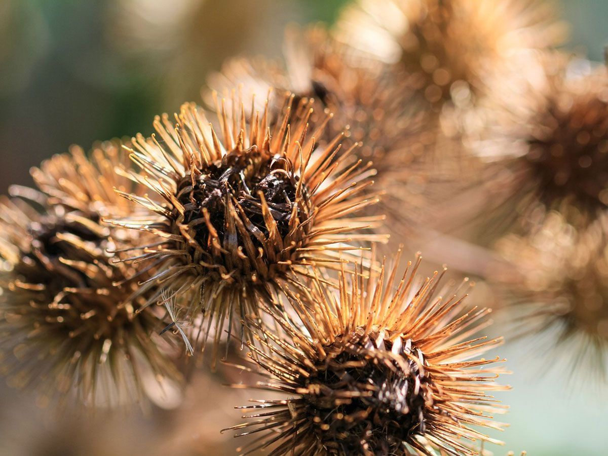 Grote Klit Grote Klis Klitwortel Kliswortel Arctium lappa De Kruidenschool