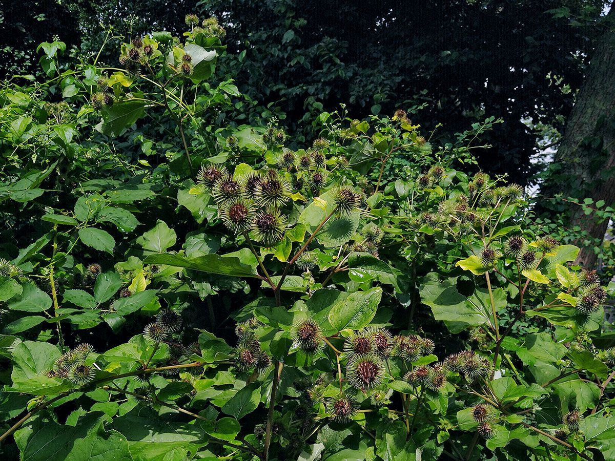 Grote Klit Grote Klis Klitwortel Kliswortel Arctium lappa De Kruidenschool