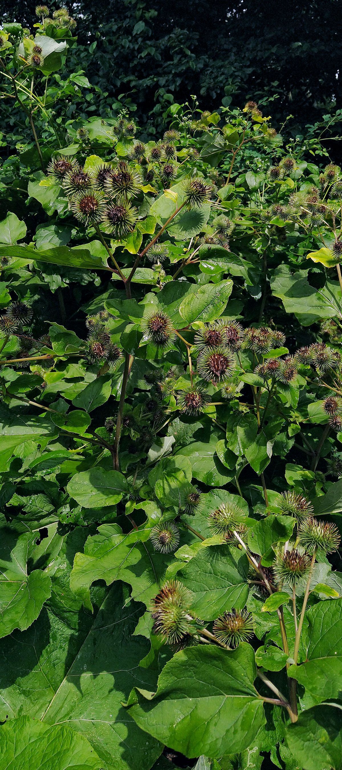 Grote Klit Grote Klis Klitwortel Kliswortel Arctium lappa De Kruidenschool