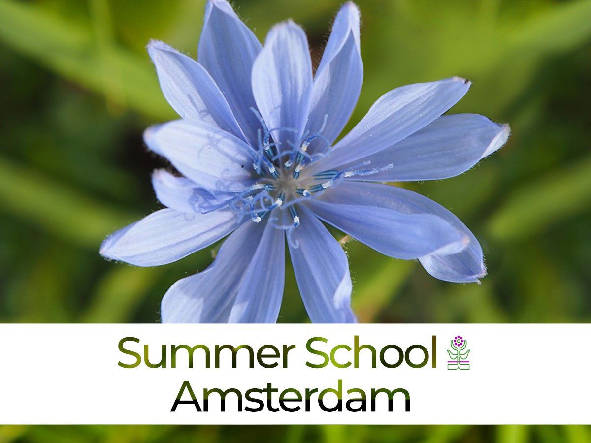 Workshop Natuurlijke Lichaamsverzorging Kruiden Producten DIY Amsterdam Kruidenschool