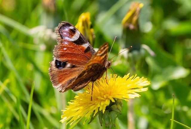 Goudsbloem Vlinders Waardplant Kruidentuin Moestuin Calendula