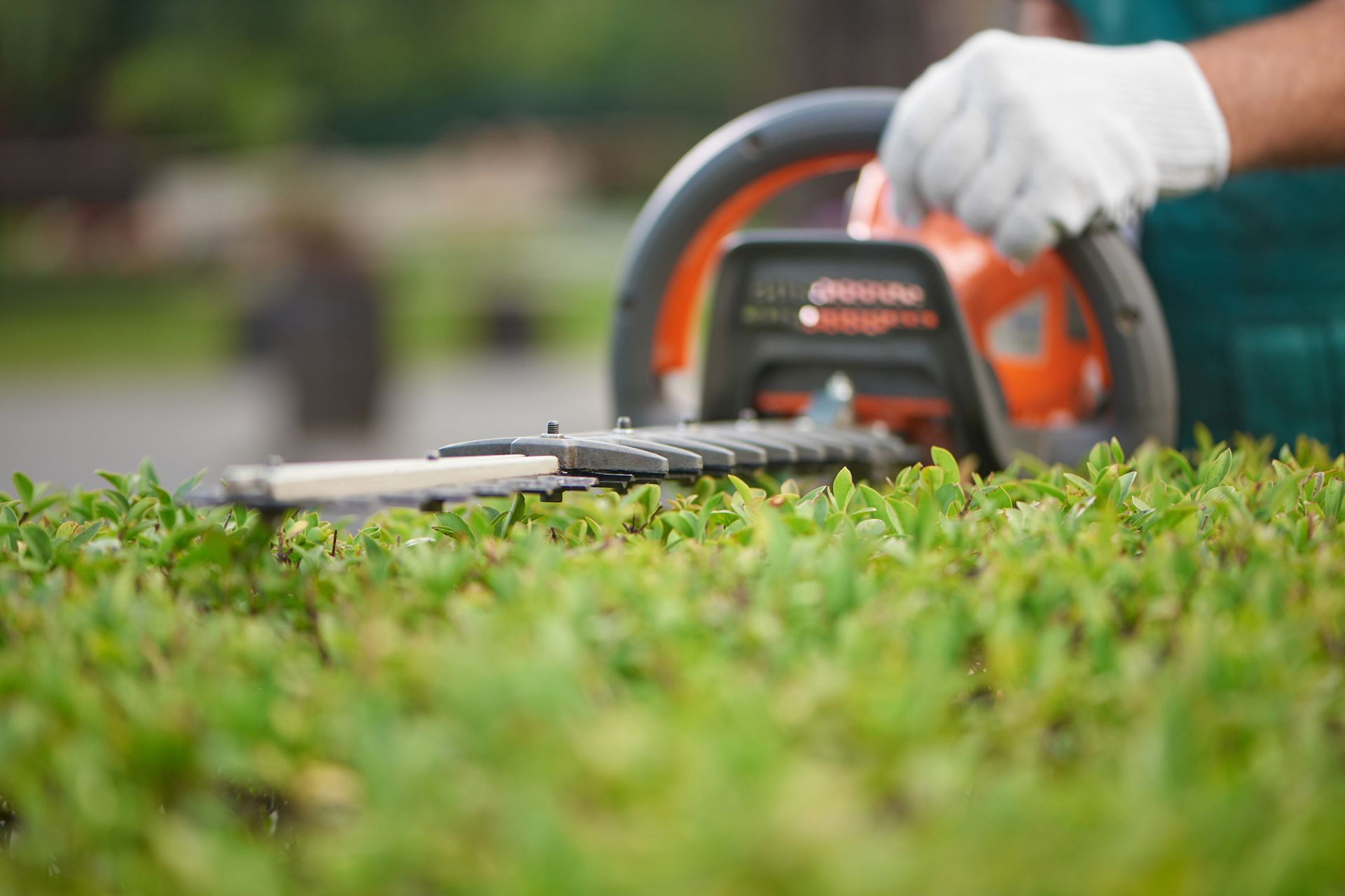 Person wearing gloves using an orange hedge trimmer on a green hedge.