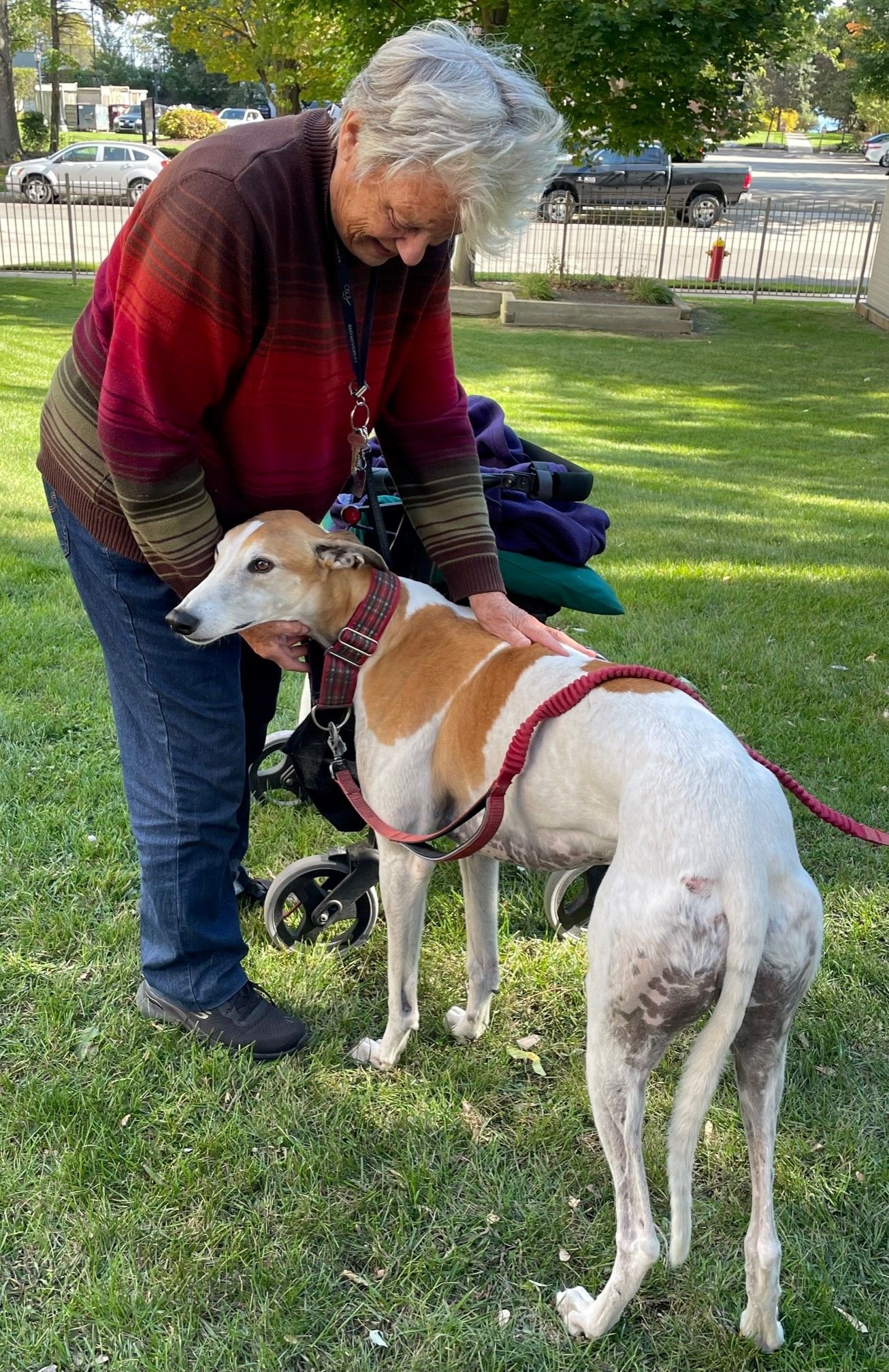 A woman is petting a greyhound in a park.