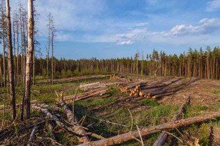 Land Clearing
