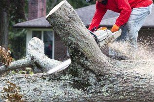 Tree Removal