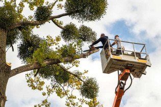 Tree Trimming