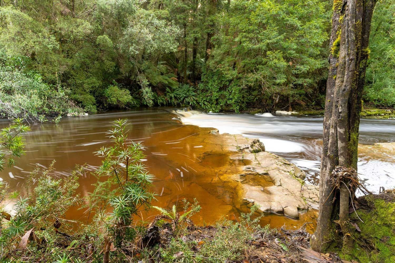 Forest stream with rusty brown water flowing past pale rocks and green trees — Dover Caravan Park in Dover, TAS