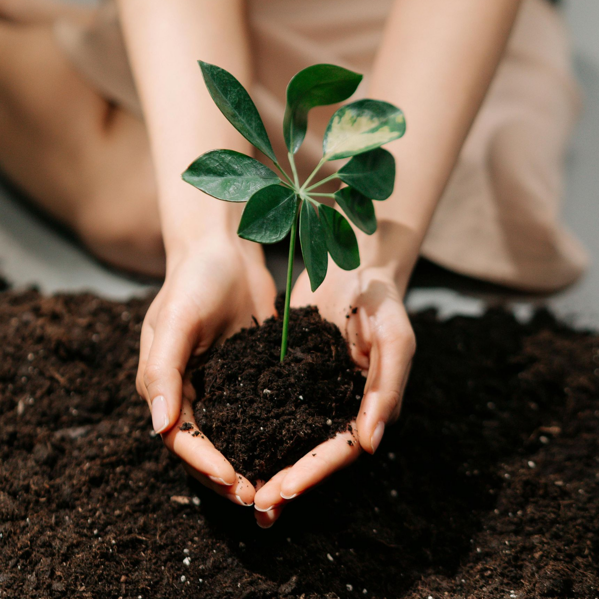 Hands holding a small green sapling in dark soil