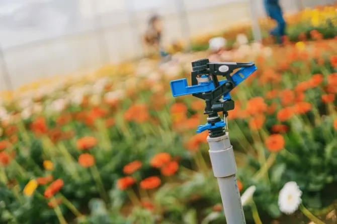 Sprinkler in a flower field inside a greenhouse, blue and black sprinkler on a grey pipe.