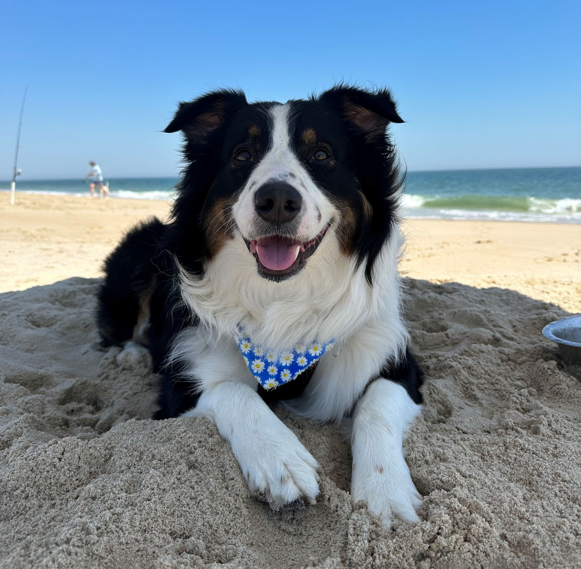 A happy black, white, and tan dog wearing a blue daisy bandana lies in the sand on a sunny beach.