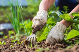 Gloved hands gardening, weeding soil beside young green plants outdoors