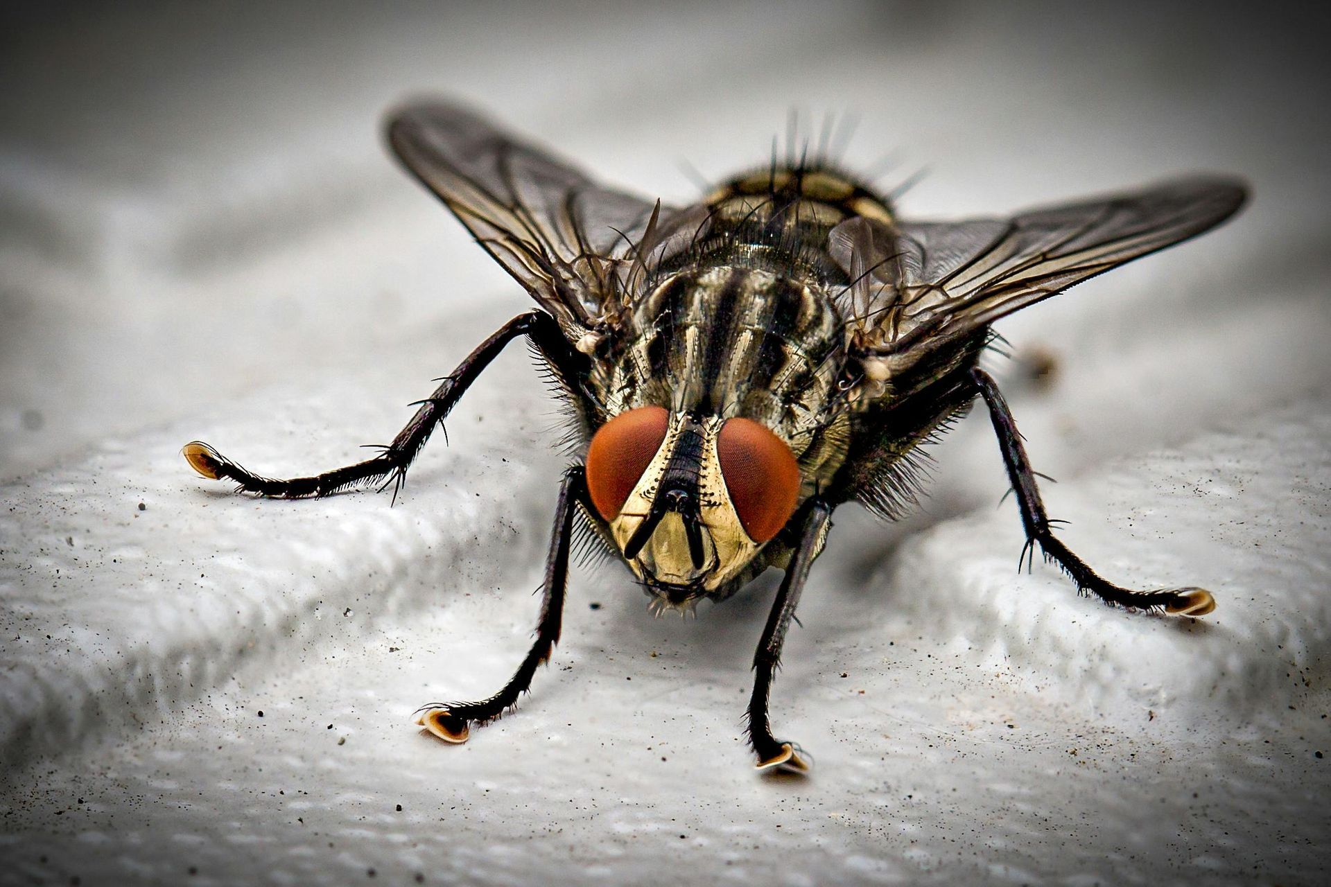 Close-up of a housefly with red eyes resting on a light surface