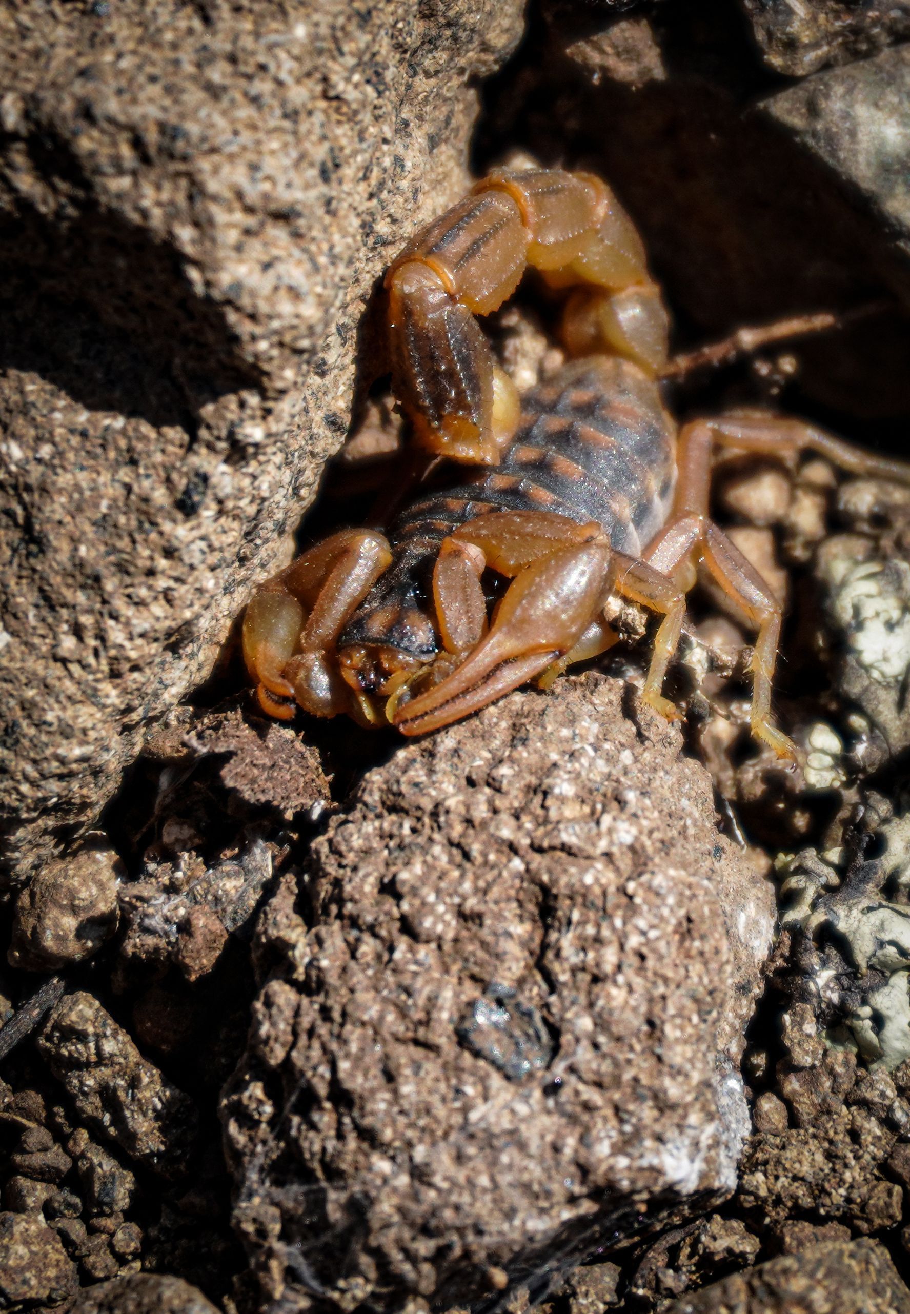 Scorpion in New Braunfels, TX