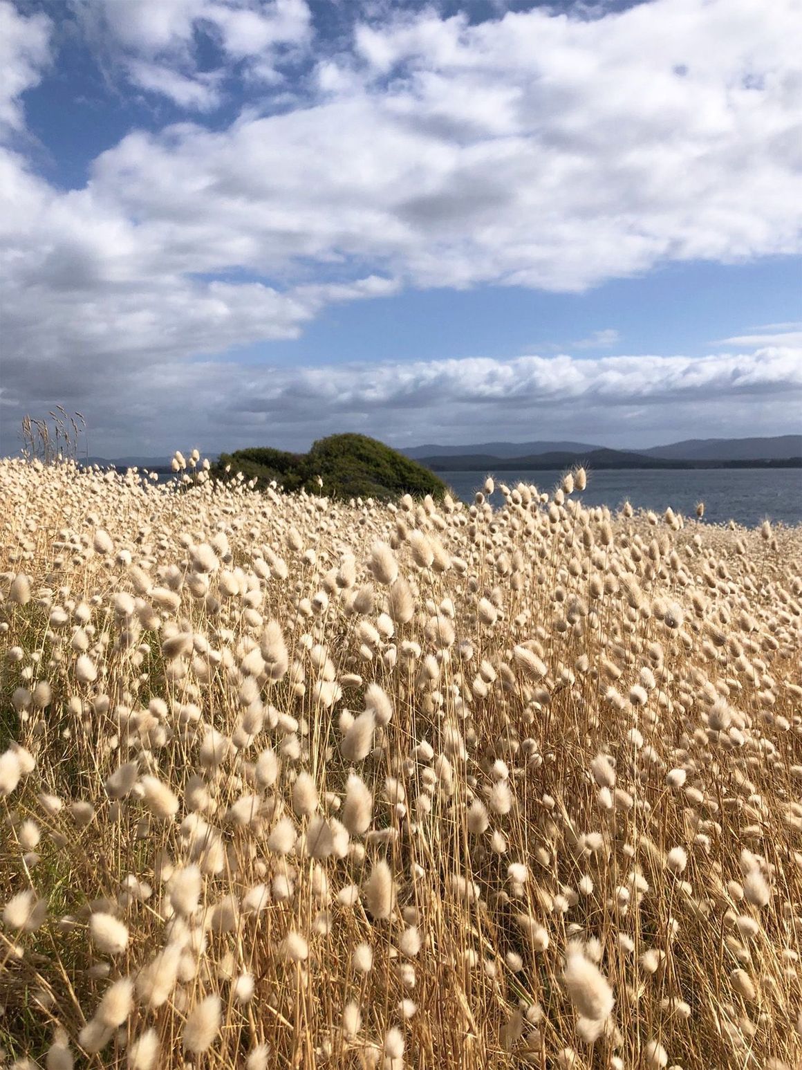 Creamy white wildflowers sway by a lake under a cloudy blue sky.