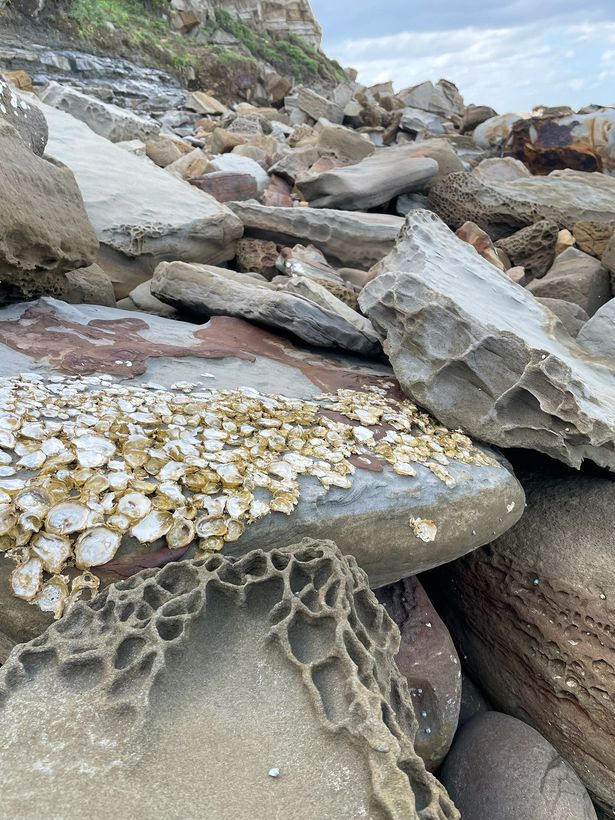 Rocky shoreline with boulders and a foreground rock covered in barnacles and patterned sand