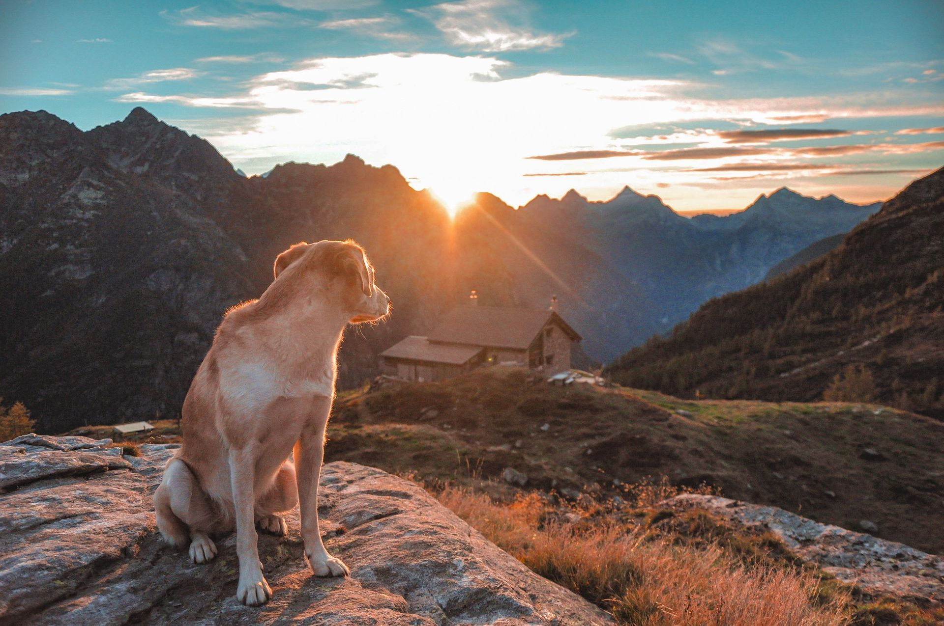 Chien à la montagne