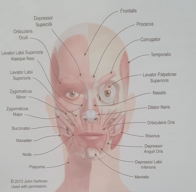 Diagram of facial muscles on a human face, labelled with anatomical terms.