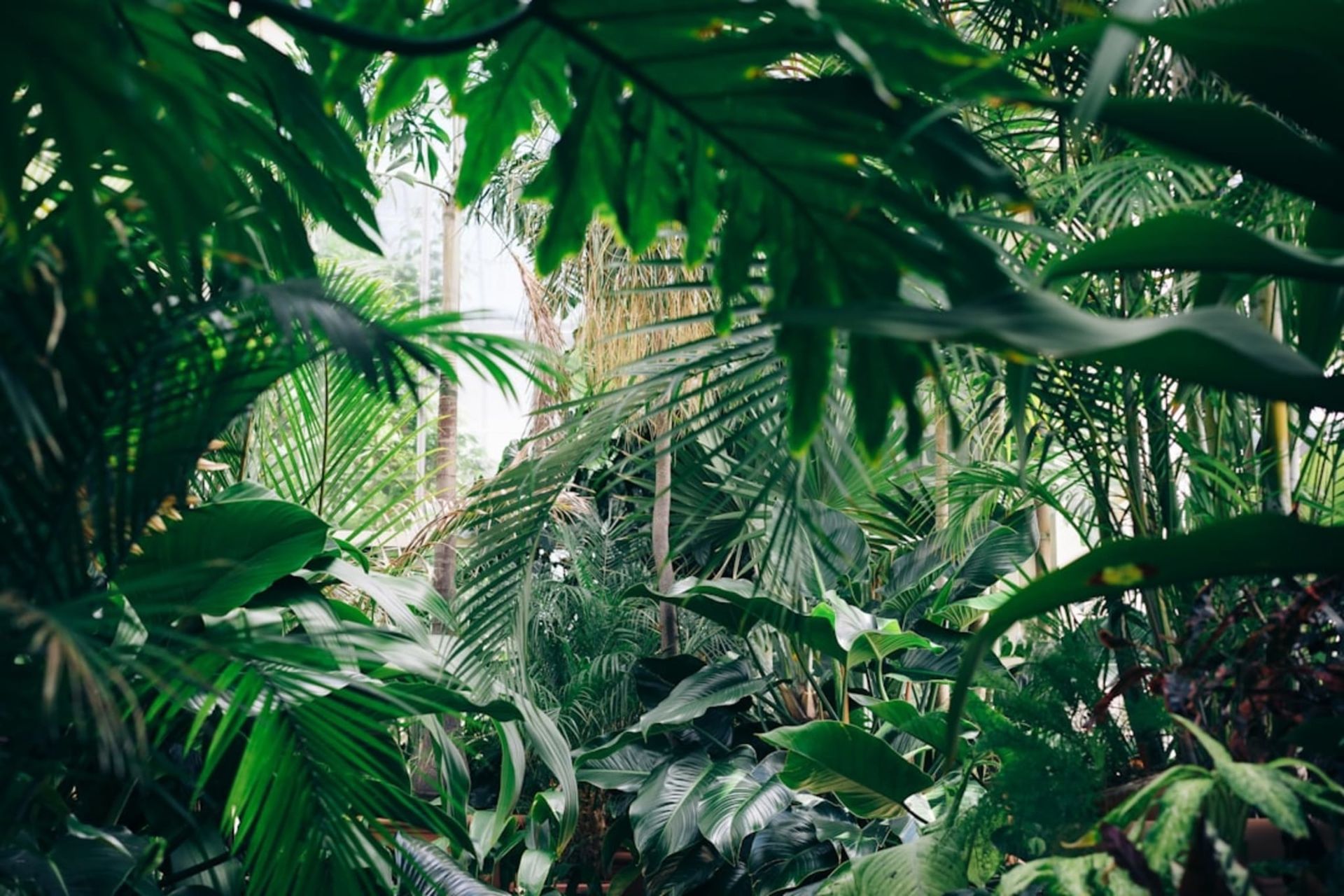 Lush green foliage of various plants filling the frame; sunlight filters through.