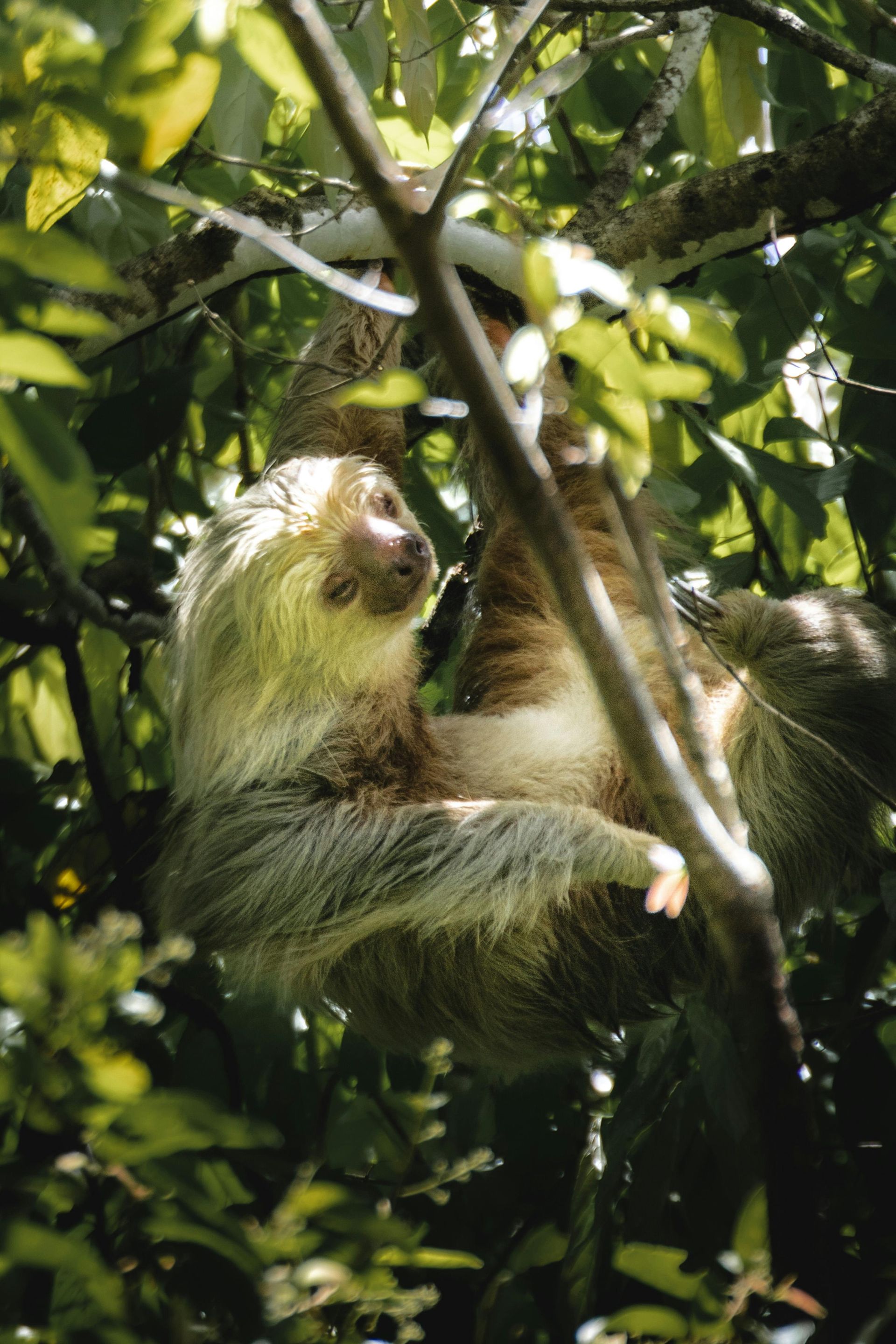 Sloth hanging in a tree, light brown fur, surrounded by green leaves.