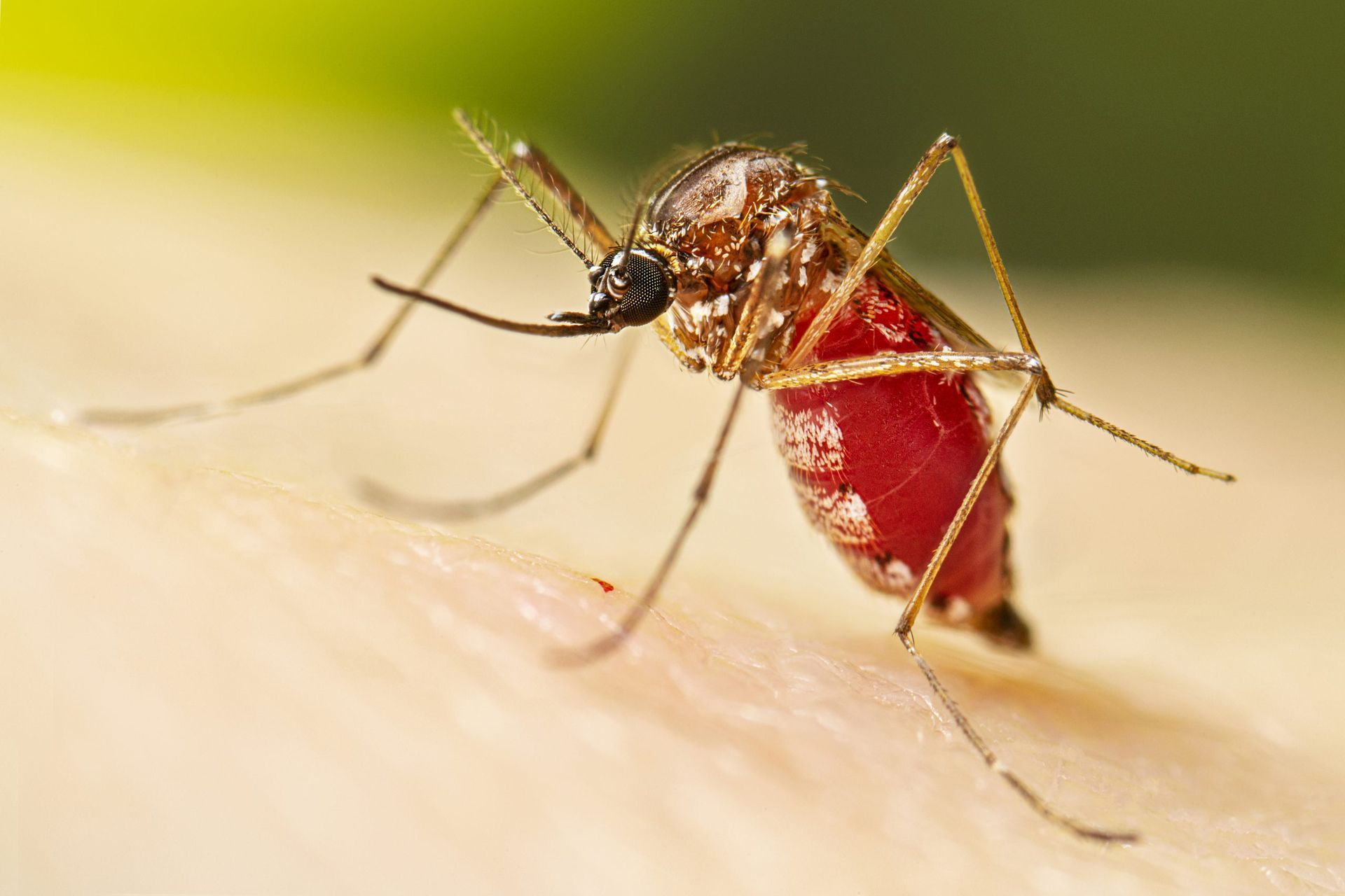 Mosquito Control Services in Paris, Pattonville, Plano, Dallas, TX & Bennington, OK