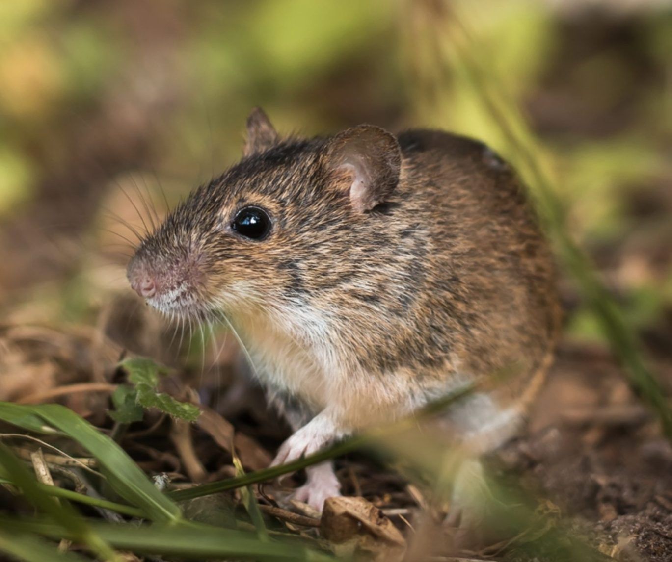 Rodent Control Services in Paris, Pattonville, Plano, Dallas, TX & Bennington, OK