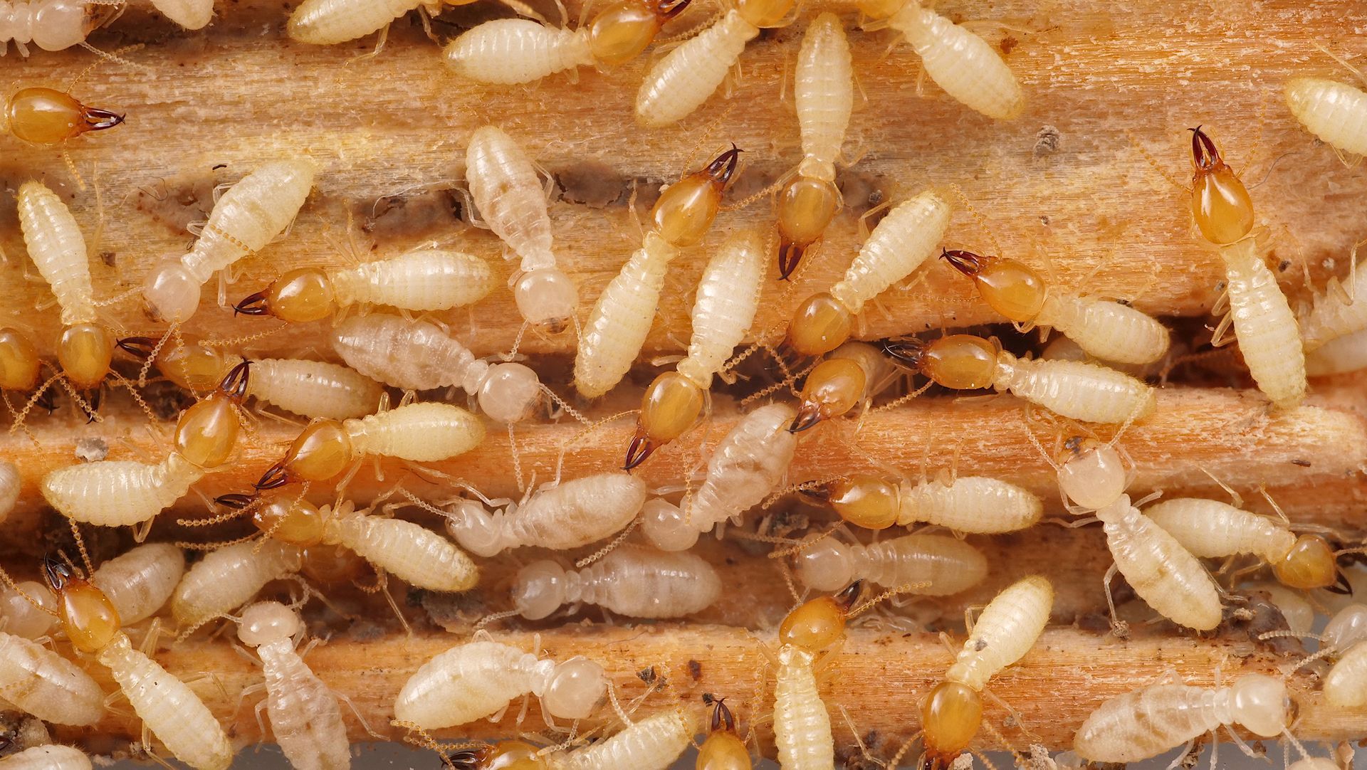 Termite Control in Paris, Plano, Dallas, TX & Bennington, OK.