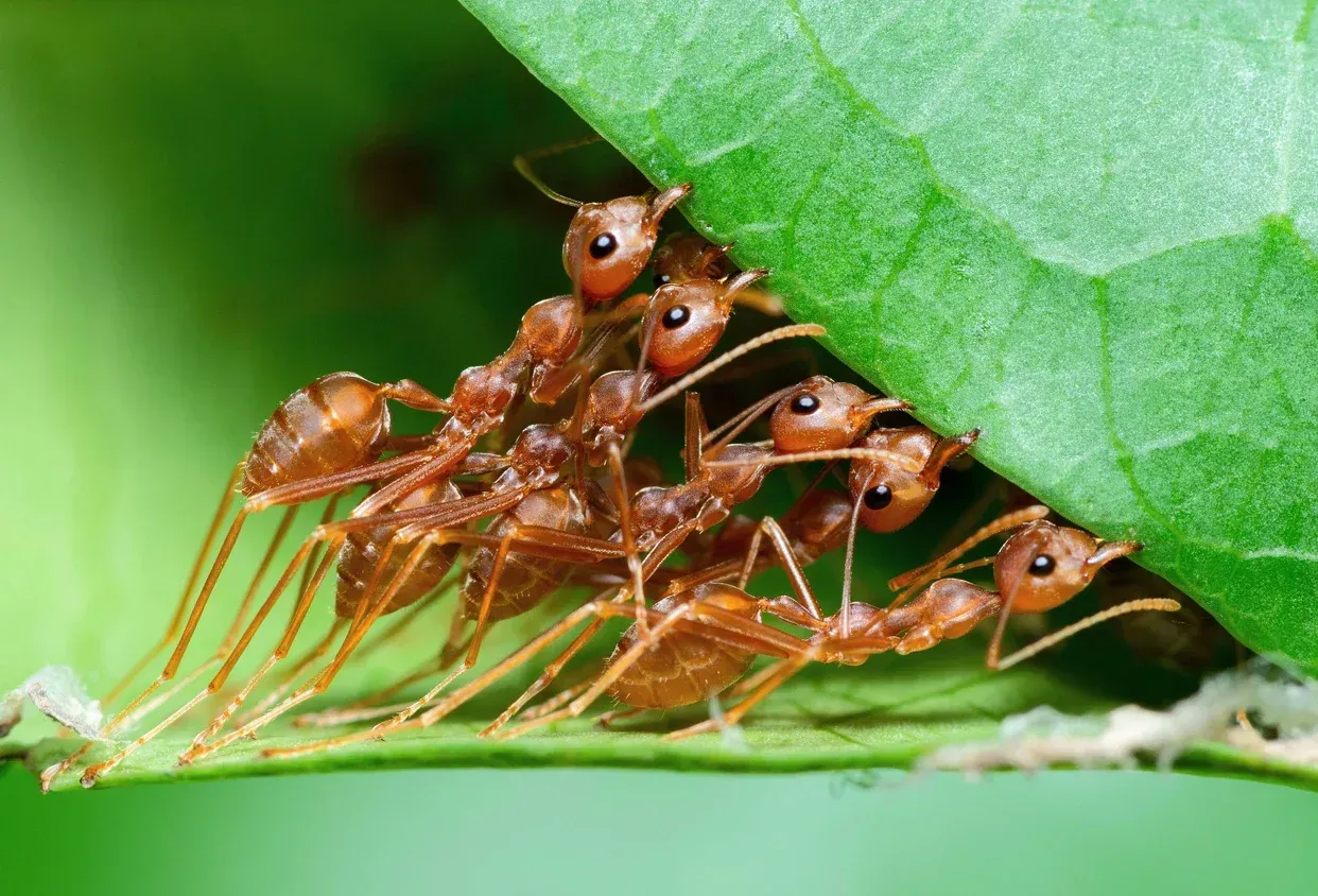 Ant Exterminator in Paris, Pattonville, Plano, Dallas, TX & Bennington, OK