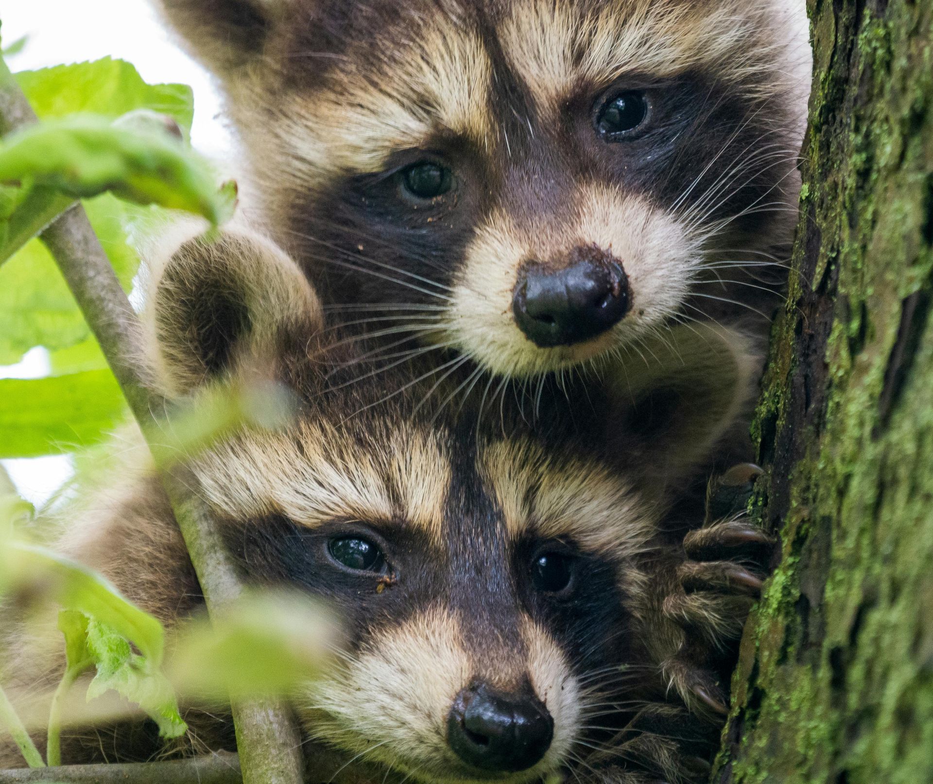 Professional Wildlife Control