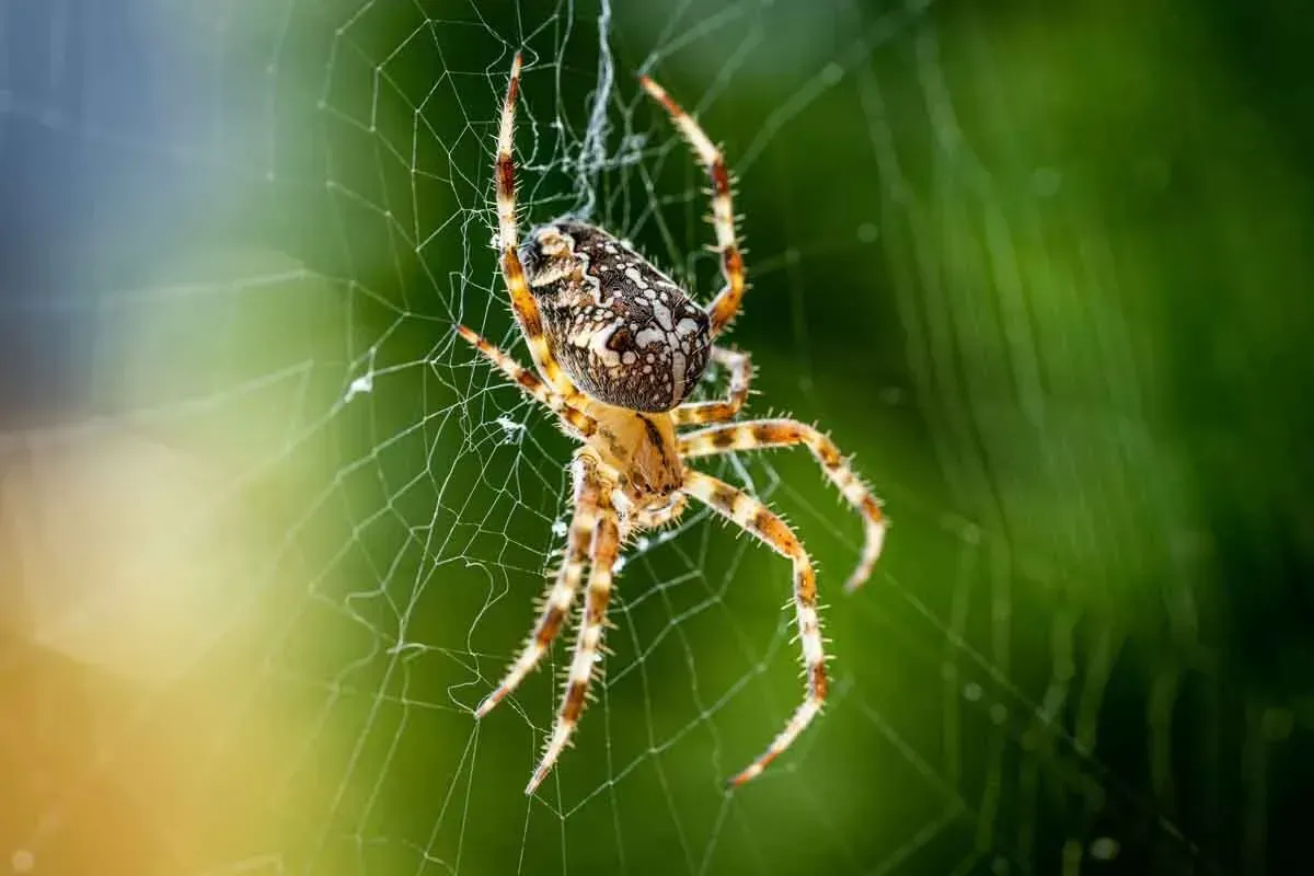 Spider Exterminator in Paris, Pattonville, Plano, Dallas, TX & Bennington, OK