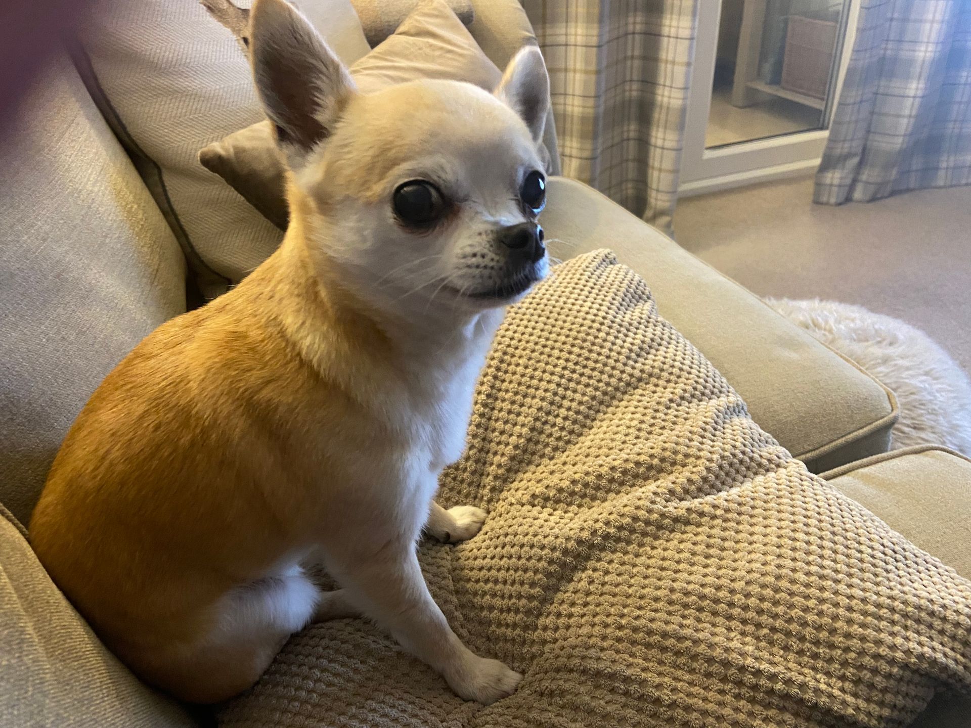 Pet gallery of various animals including cats, dog, horses and sheep. Clients of Al's Creatures Great and Small Pet Services in Sheffield, Ridgeway, S12 and surrounding areas.
