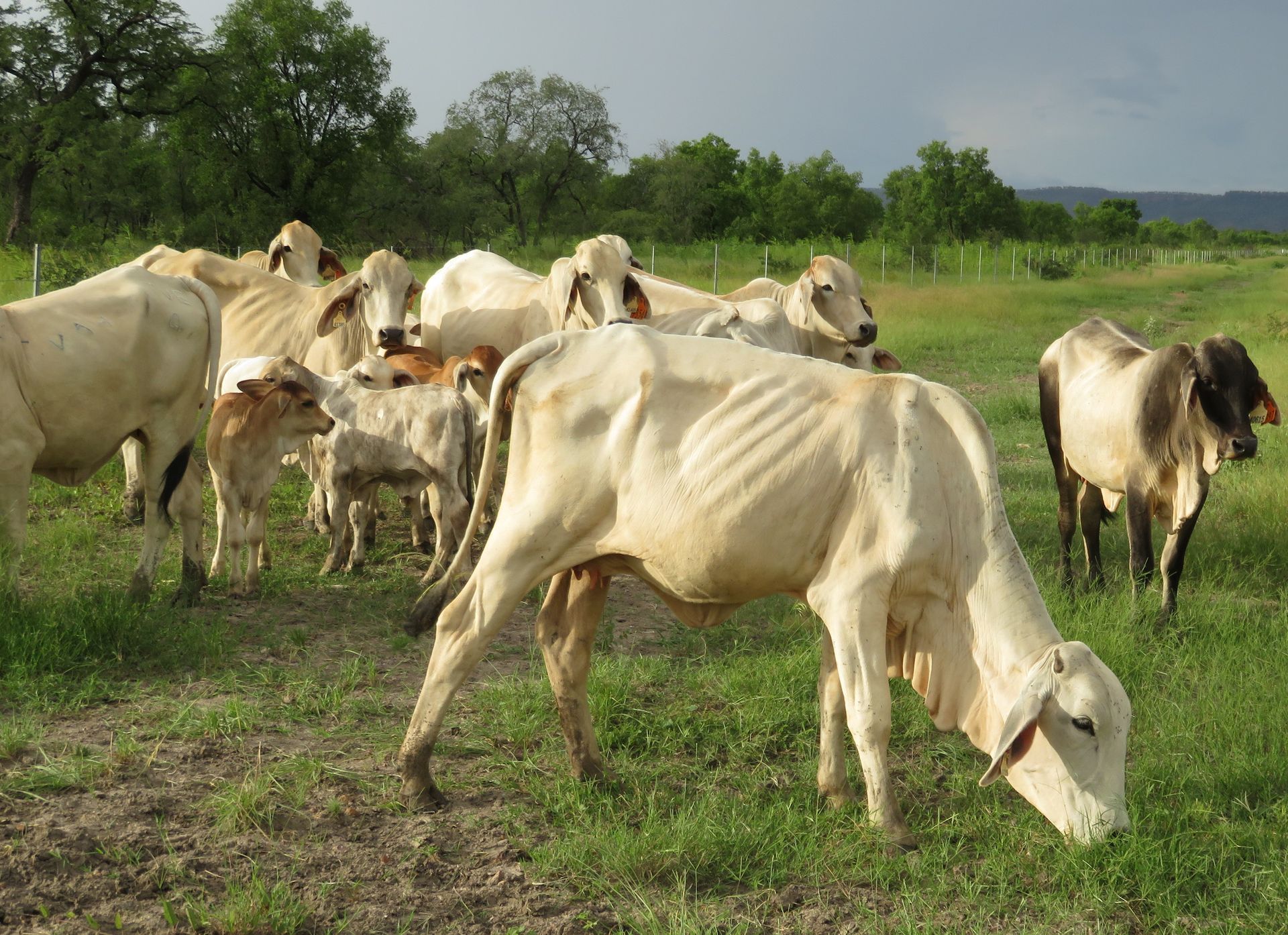 a herd of cows grazing in a field with trees in the background