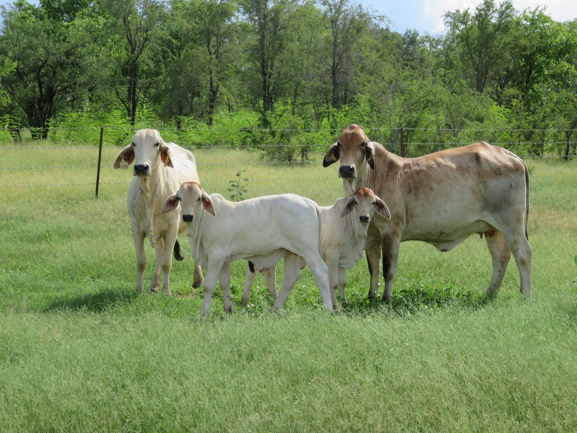 a herd of cows standing in a grassy field